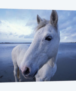 Camargue Horse, Camargue, Provence-Alpes-Cote d'Azur, France