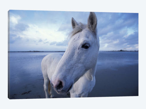 Camargue Horse, Camargue, Provence-Alpes-Cote d'Azur, France