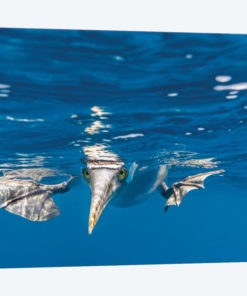 Blue-Footed Booby, Galapagos Islands