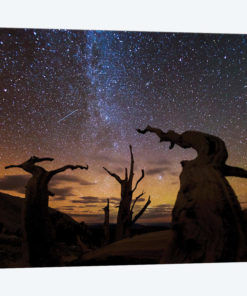 Bristlecone pine, Ancient Bristlecone Pine Forest, White Mountains, California