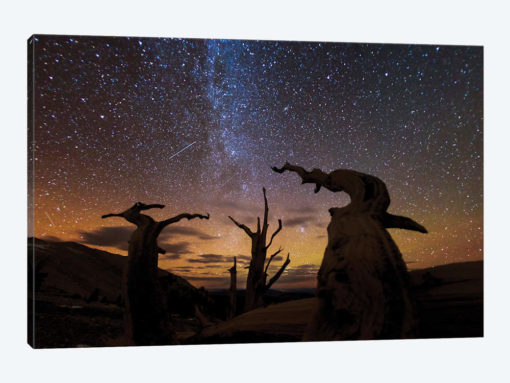 Bristlecone pine, Ancient Bristlecone Pine Forest, White Mountains, California