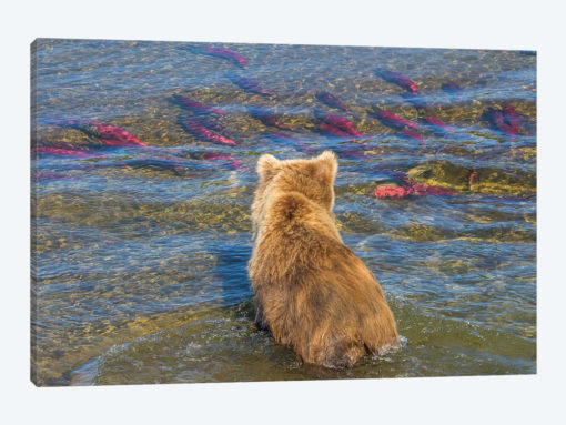 Brown bear fishing in shallow waters, Katmai National Park, Alaska, USA