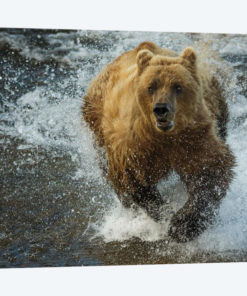 Brown bear fishing, Katmai National Park, Alaska, USA
