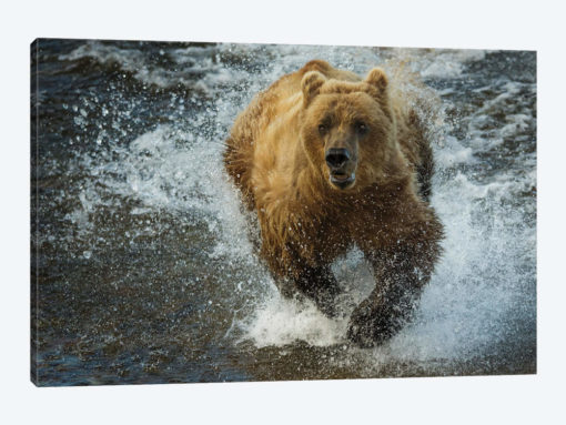 Brown bear fishing, Katmai National Park, Alaska, USA