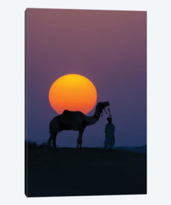 Camel and person at sunset, Thar Desert, Rajasthan, India