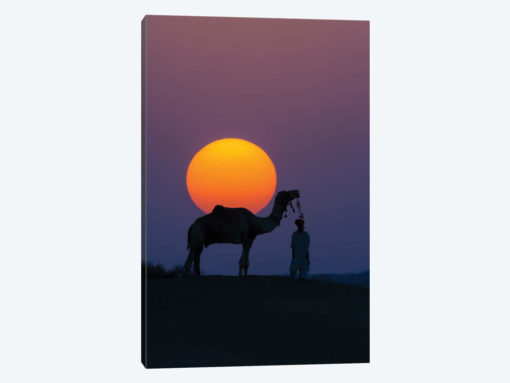 Camel and person at sunset, Thar Desert, Rajasthan, India