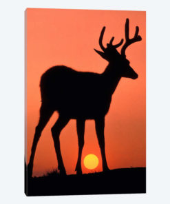 Deer Silhouette At Sunset, Olympic National Park, Washington, USA
