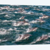 Long-beaked common dolphins, Sea of Cortez, Baja California, Mexico