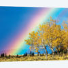 Rainbow over Aspens, Grand Teton National Park, Wyoming