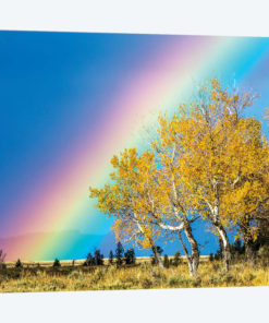 Rainbow over Aspens, Grand Teton National Park, Wyoming