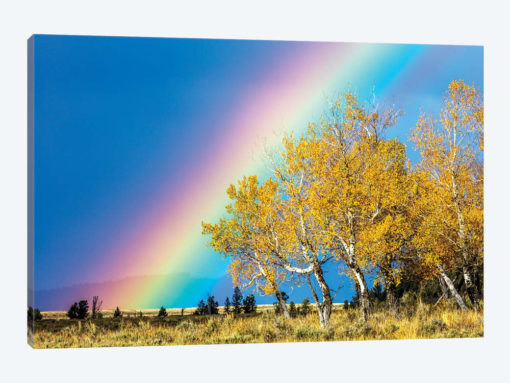 Rainbow over Aspens, Grand Teton National Park, Wyoming