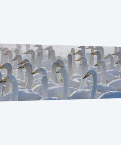 Whooper swans, Hokkaido, Japan
