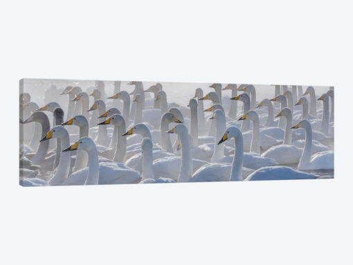 Whooper swans, Hokkaido, Japan