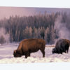 Foraging Bison (American Buffalo) In Winter, Yellowstone National Park, Wyoming, USA