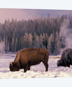 Foraging Bison (American Buffalo) In Winter, Yellowstone National Park, Wyoming, USA