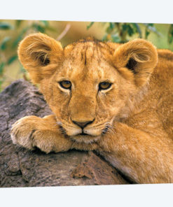 Portrait Of A Lion, Africa, Kenya.