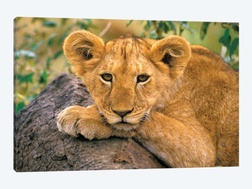Portrait Of A Lion, Africa, Kenya.
