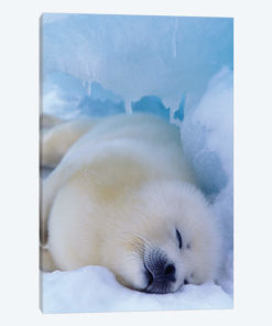 Harp Seal, North America, Canada, Quebec, Iles De La Madeleine,