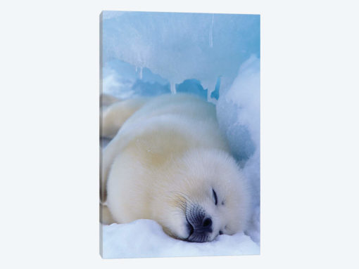 Harp Seal, North America, Canada, Quebec, Iles De La Madeleine,