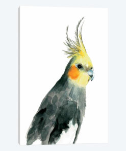 Cockatiel II