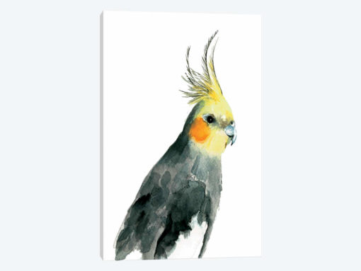 Cockatiel II