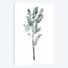 Herb