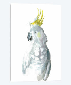 Cockatiel I