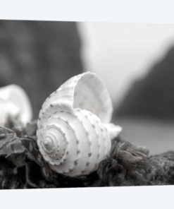 Crescent Beach Shells I