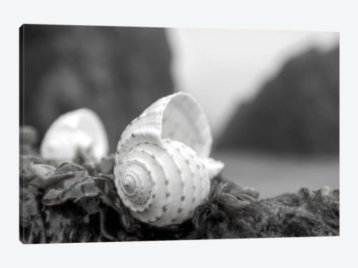 Crescent Beach Shells I