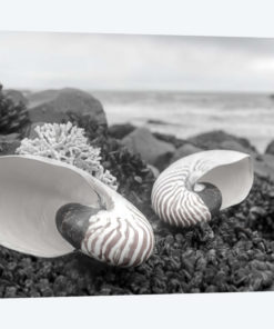 Crescent Beach Shells II