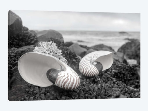 Crescent Beach Shells II