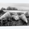 Crescent Beach Shells III