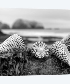 Crescent Beach Shells III