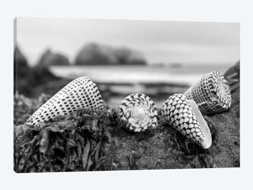 Crescent Beach Shells III