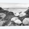 Crescent Beach Shells IV