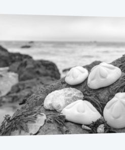 Crescent Beach Shells IV