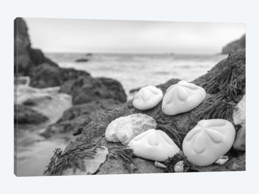 Crescent Beach Shells IV