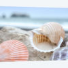 Crescent Beach Shells IX