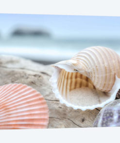 Crescent Beach Shells IX
