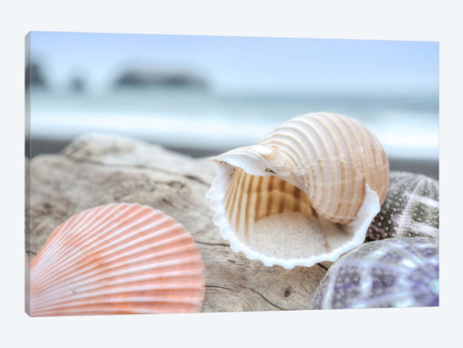 Crescent Beach Shells IX