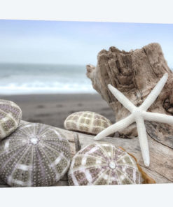 Crescent Beach Shells V