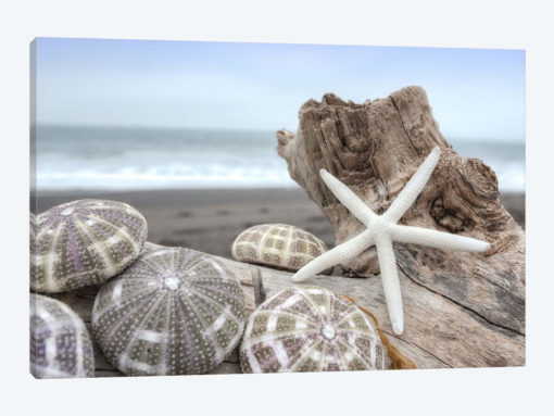 Crescent Beach Shells V