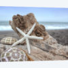 Crescent Beach Shells VI