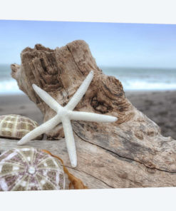 Crescent Beach Shells VI
