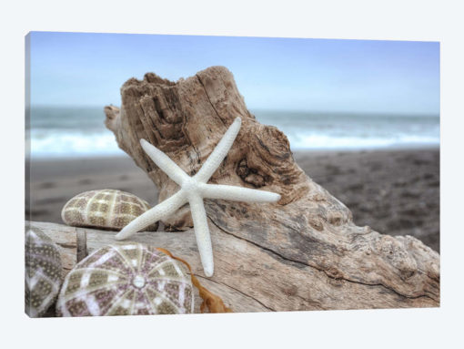 Crescent Beach Shells VI