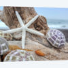 Crescent Beach Shells VII