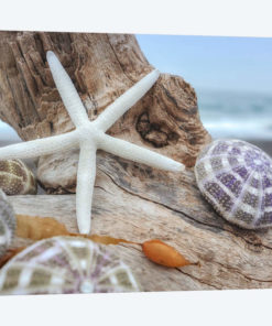 Crescent Beach Shells VII