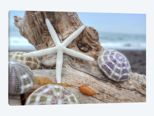 Crescent Beach Shells VII