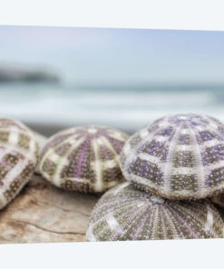 Crescent Beach Shells VIII