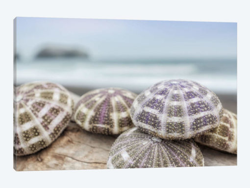 Crescent Beach Shells VIII
